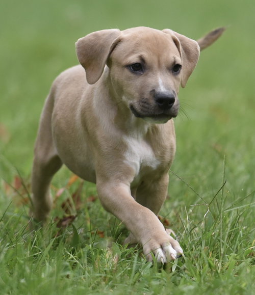 Photo 4 of Shiloh