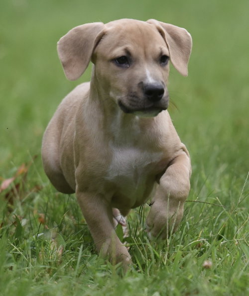 Photo 5 of Shiloh