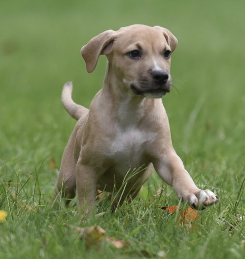 Photo 6 of Shiloh