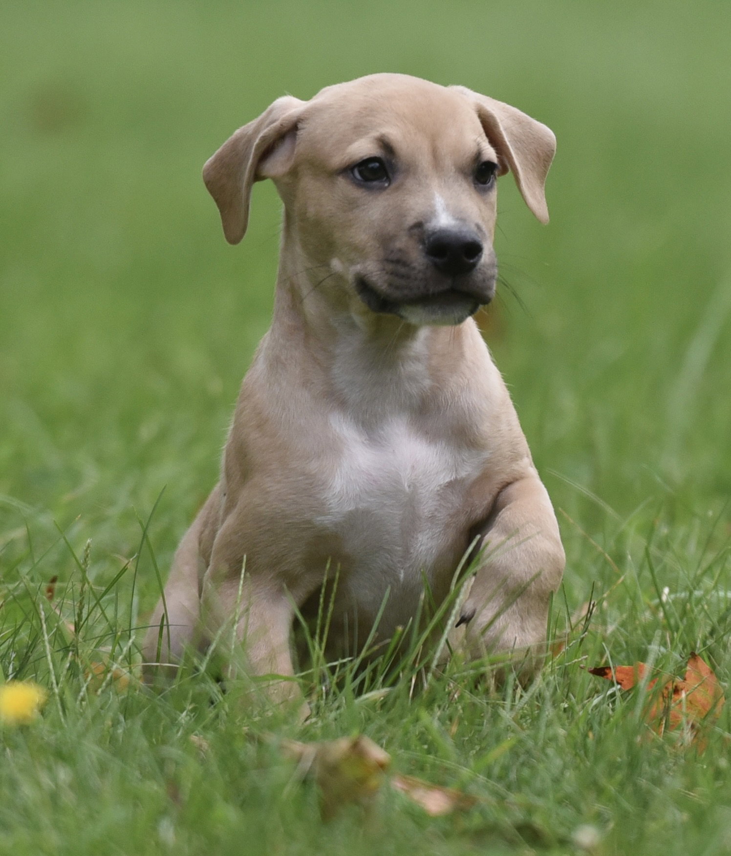 Shiloh, photo 6