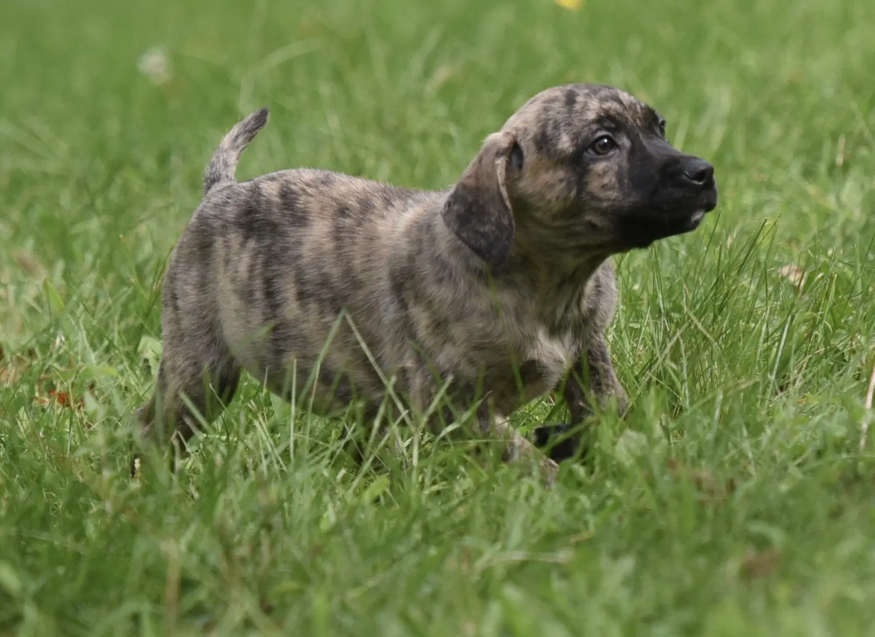 Silas - Terrier