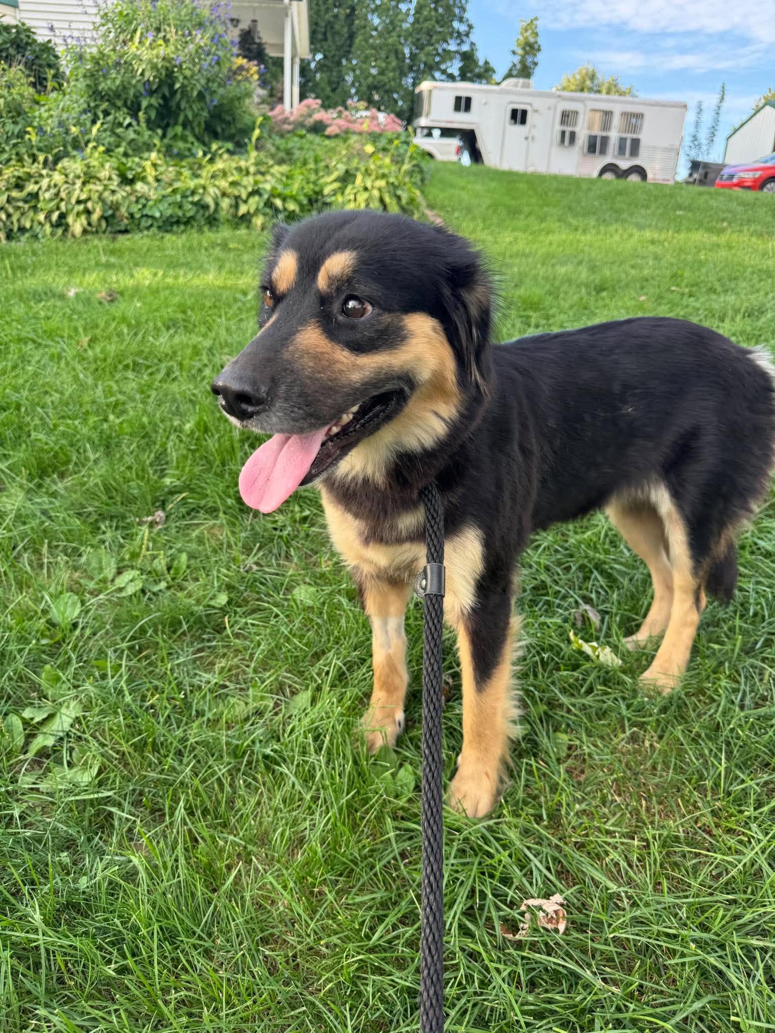 Truly - Australian Shepherd