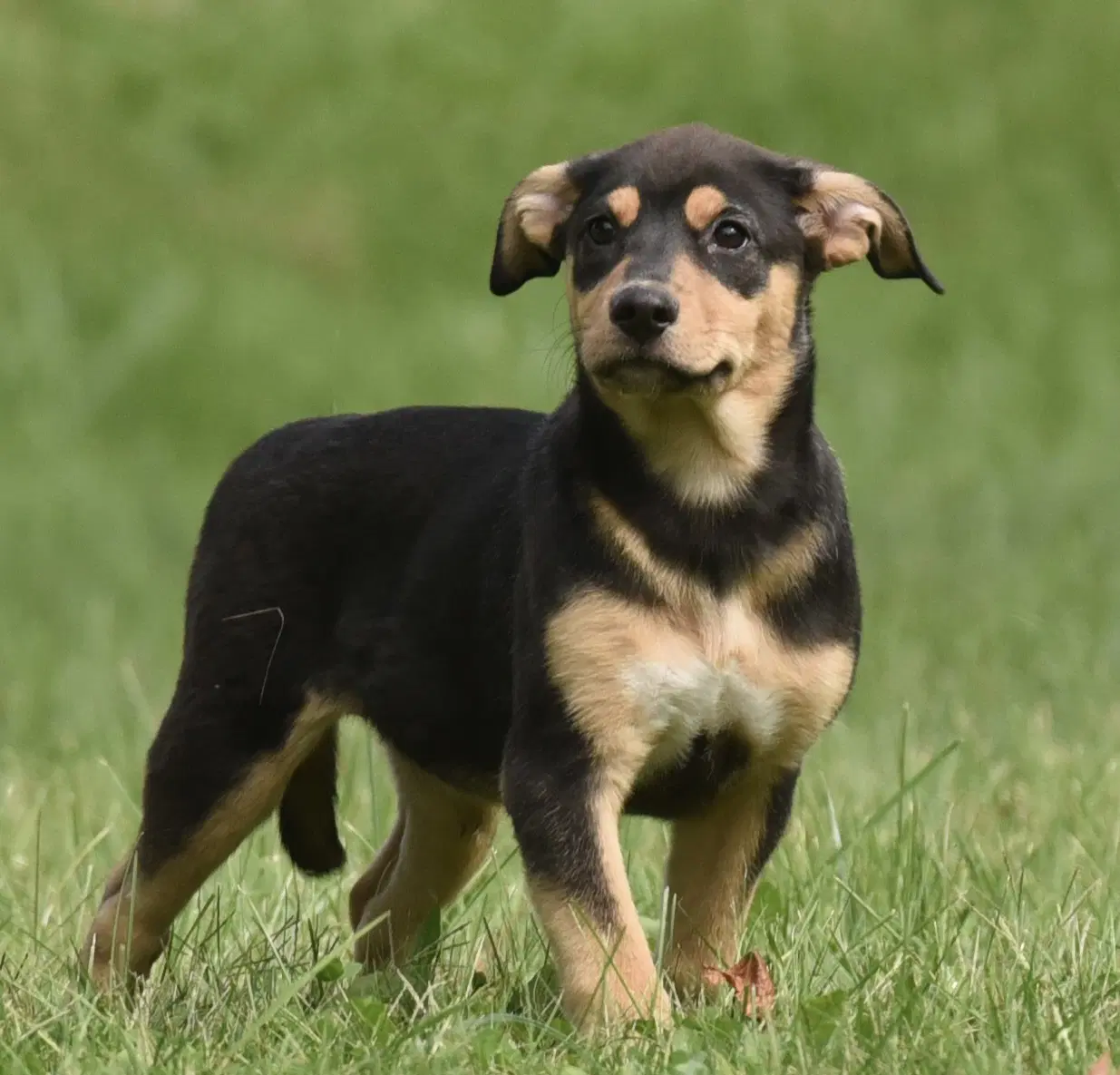 Tulip - Australian Shepherd
