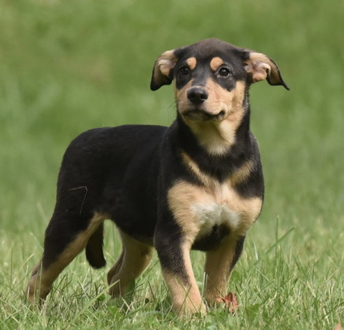 Tulip, a dog for adoption from Homeward Bound Animal Rescue