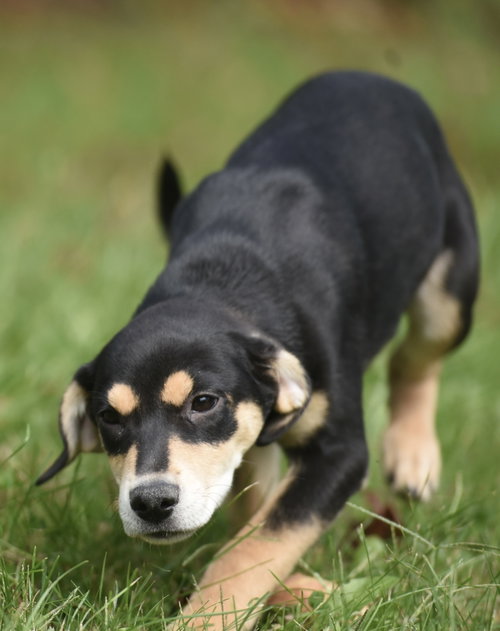Tweeny, a dog for adoption from Homeward Bound Animal Rescue
