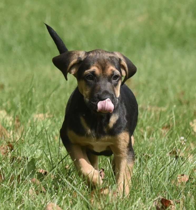 Travis, photo 6