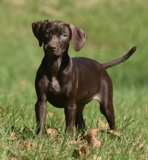 Fila, a dog for adoption from Homeward Bound Animal Rescue