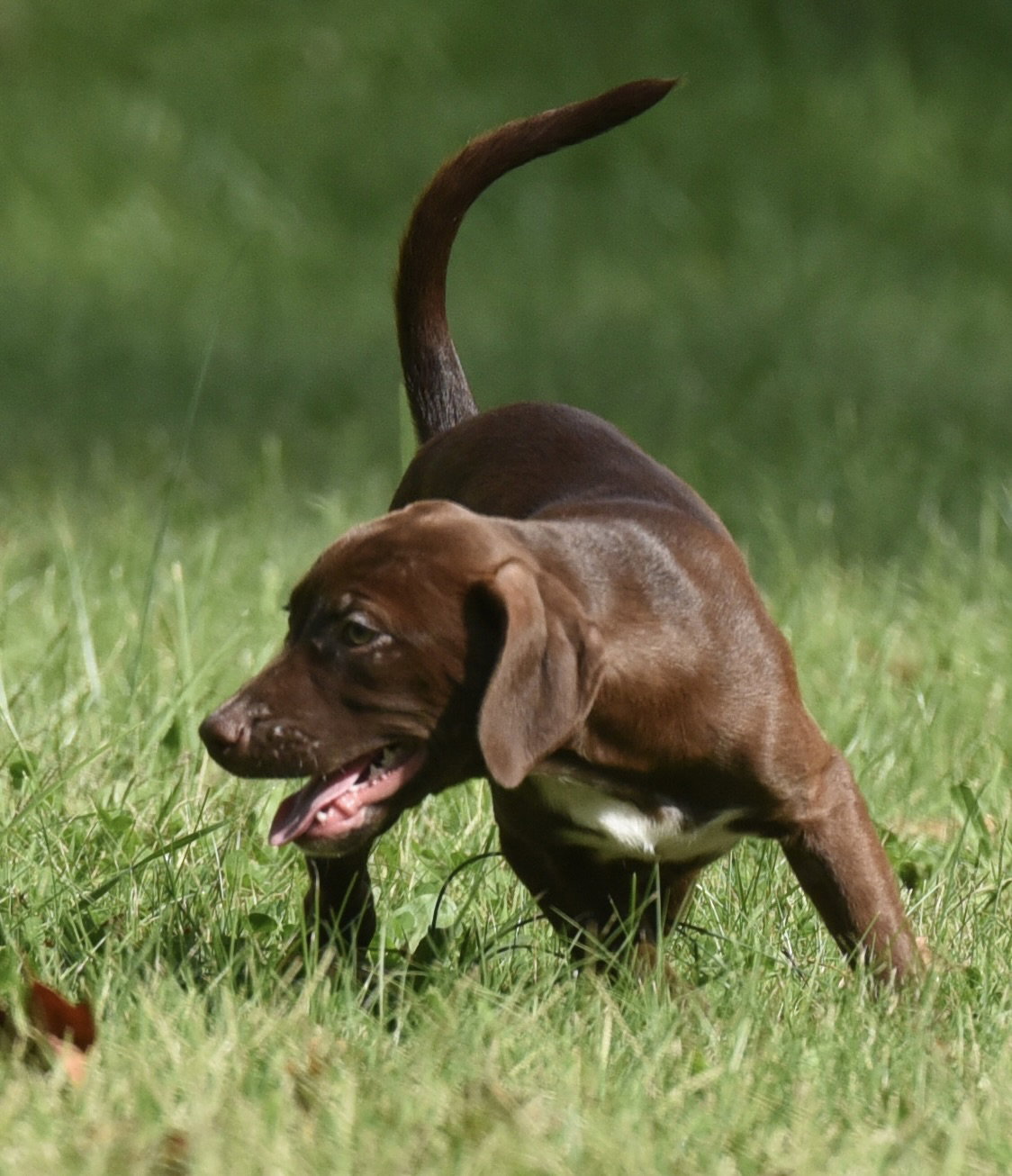 Filly, Chocolate Labrador Retriever