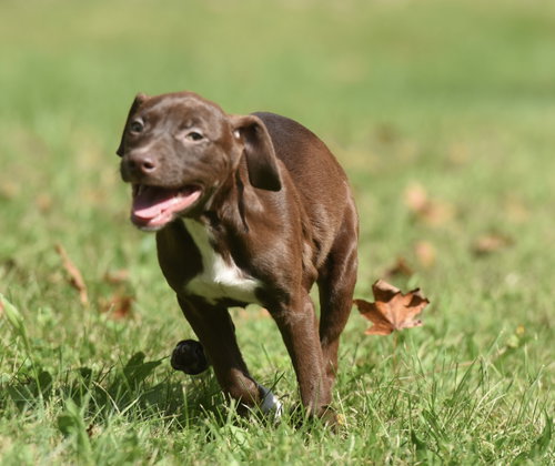 Photo 3 of Filly
