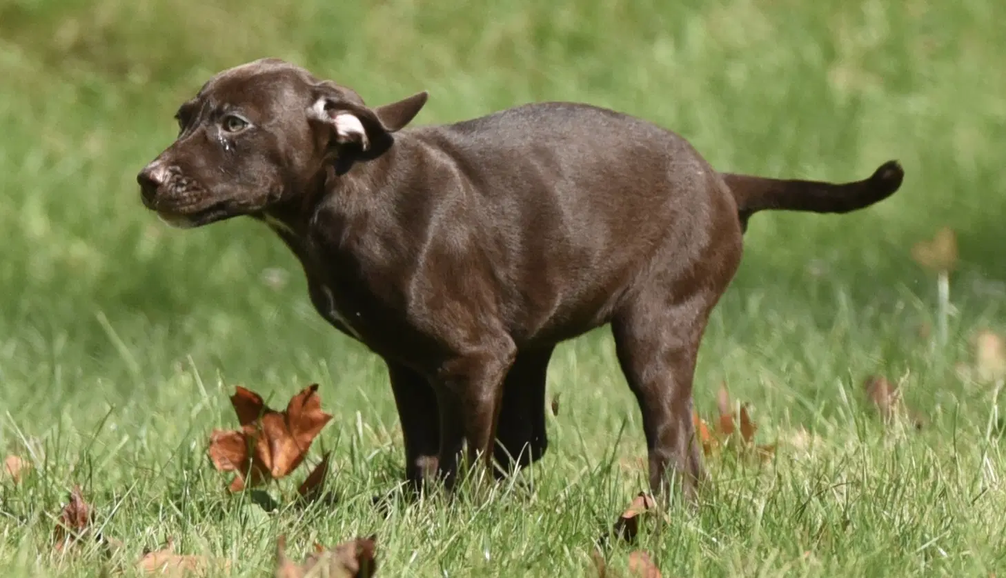 Fossa - Chocolate Labrador Retriever