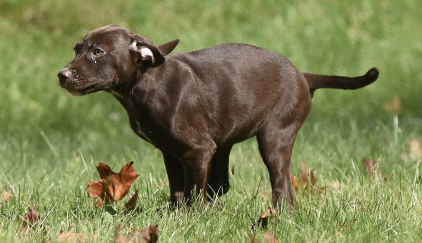 Fossa