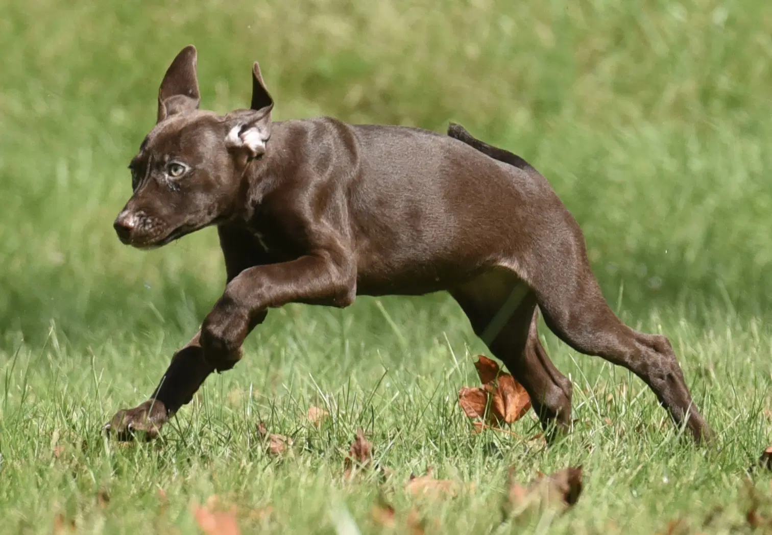 Fossa image 2