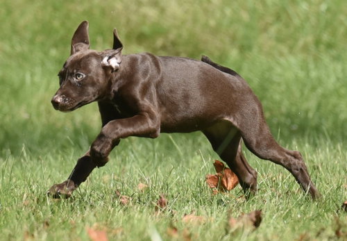 Photo 2 of Fossa