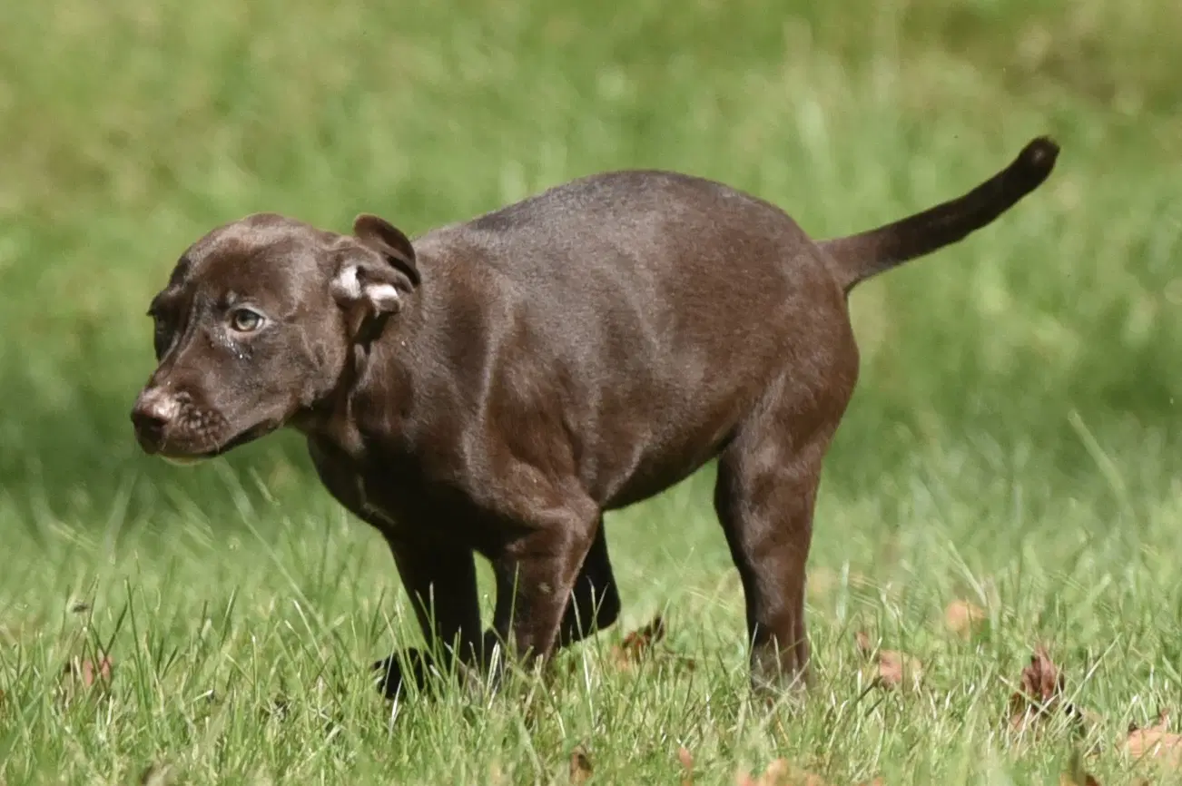 Fossa image 3