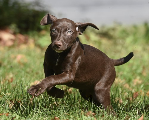 Photo 4 of Fossa