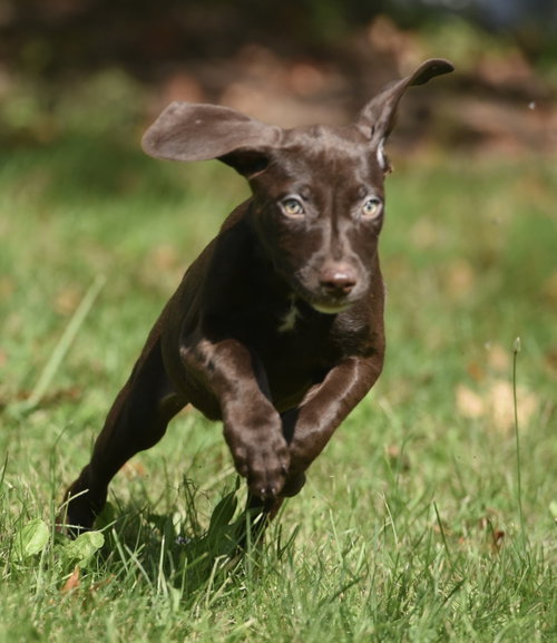 Photo 5 of Fossa