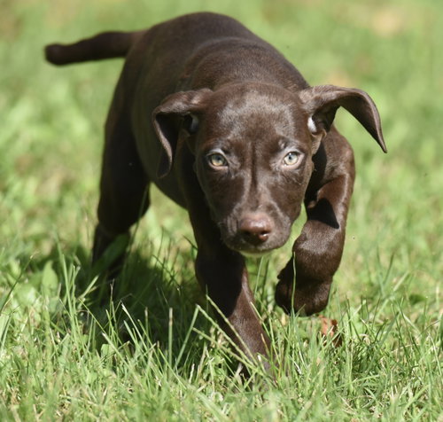 Photo 6 of Fossa