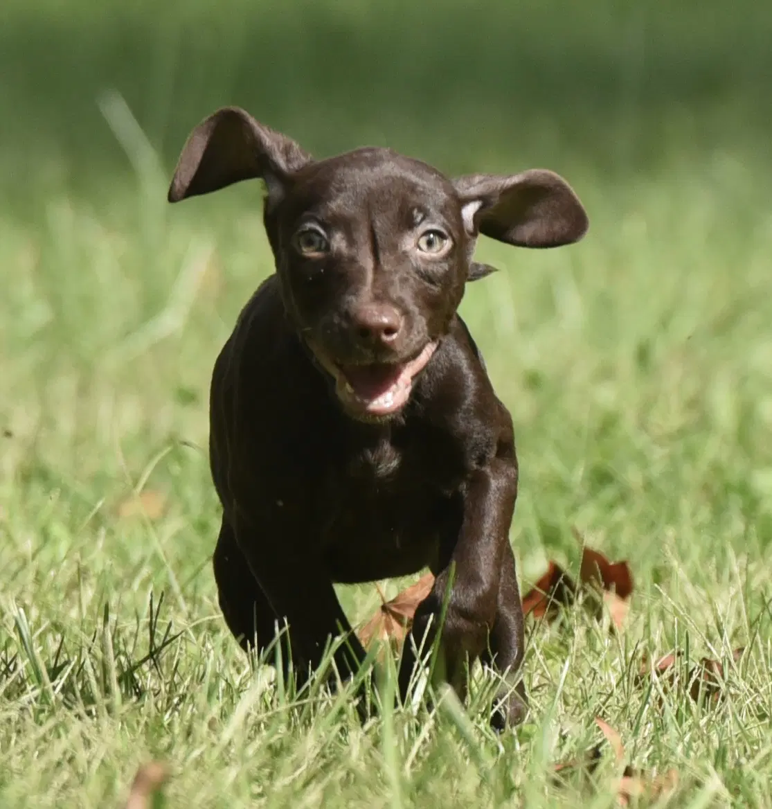 Franzi - Chocolate Labrador Retriever