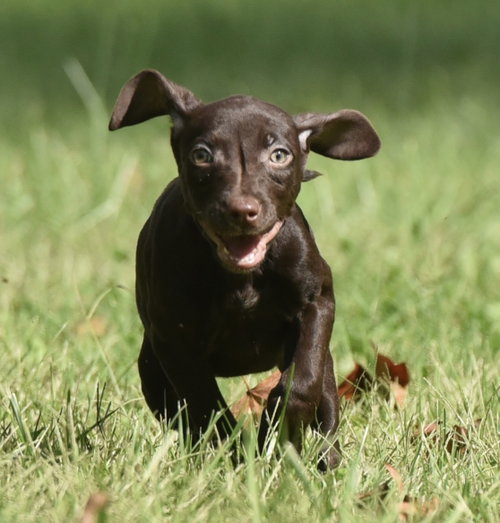 Franzi, a dog for adoption from Homeward Bound Animal Rescue