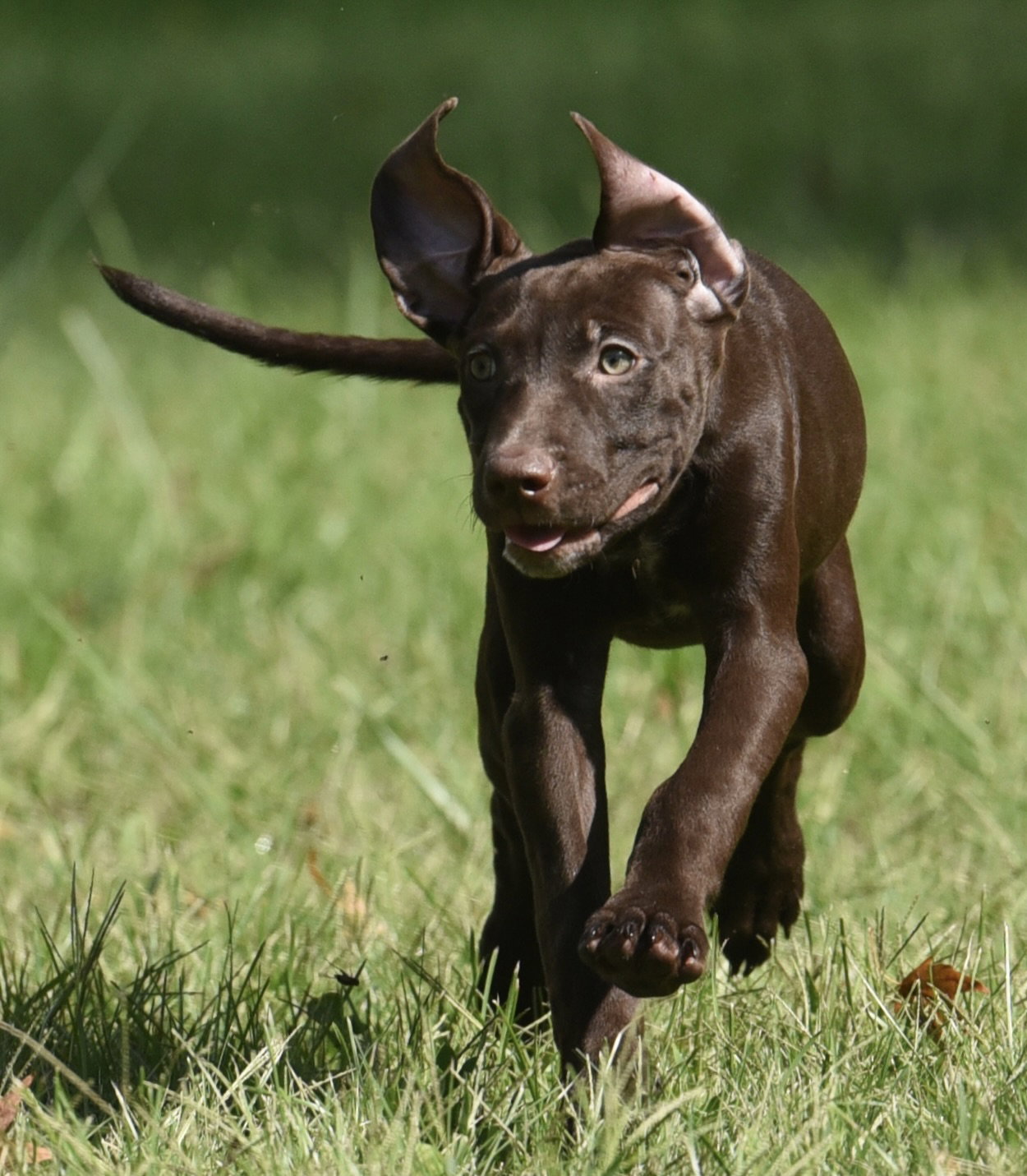 Friska, Chocolate Labrador Retriever
