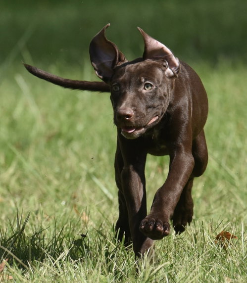 Friska, a dog for adoption from Homeward Bound Animal Rescue