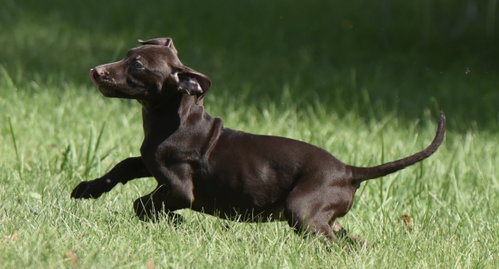 Photo 4 of Friska