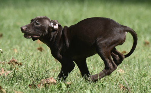 Photo 6 of Friska