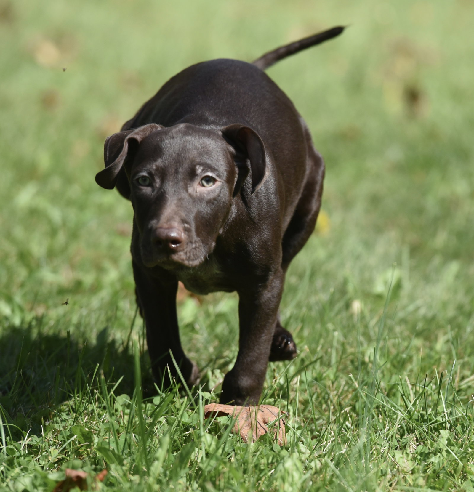 Frame, Chocolate Labrador Retriever