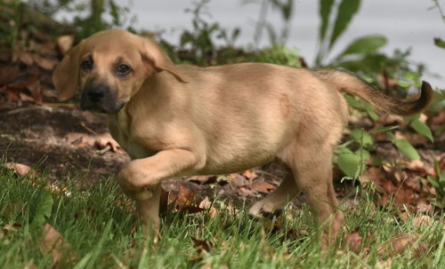 Lainey, a dog for adoption from Homeward Bound Animal Rescue