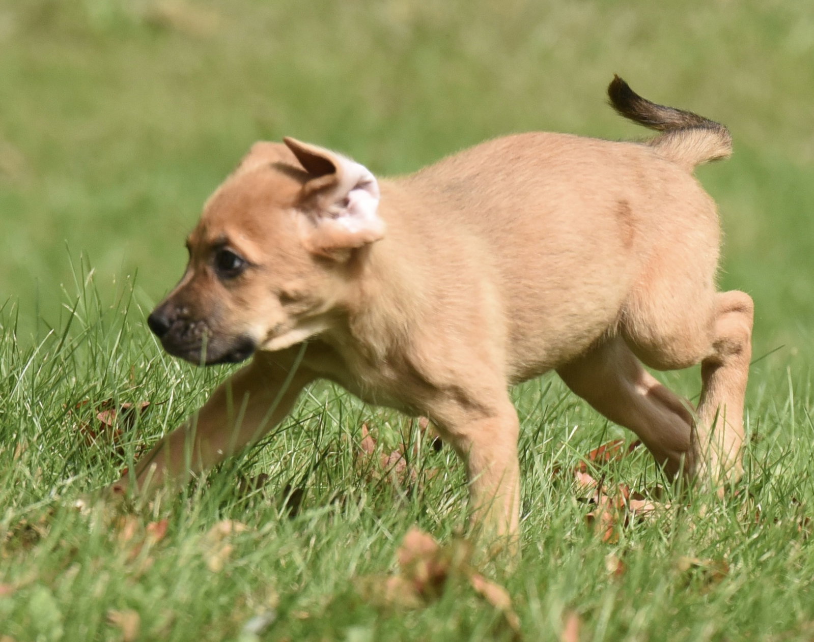 Lainey, photo 11