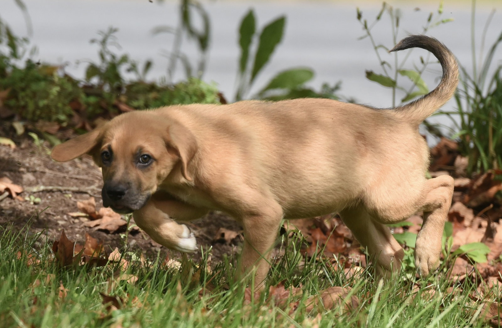Lainey, photo 12