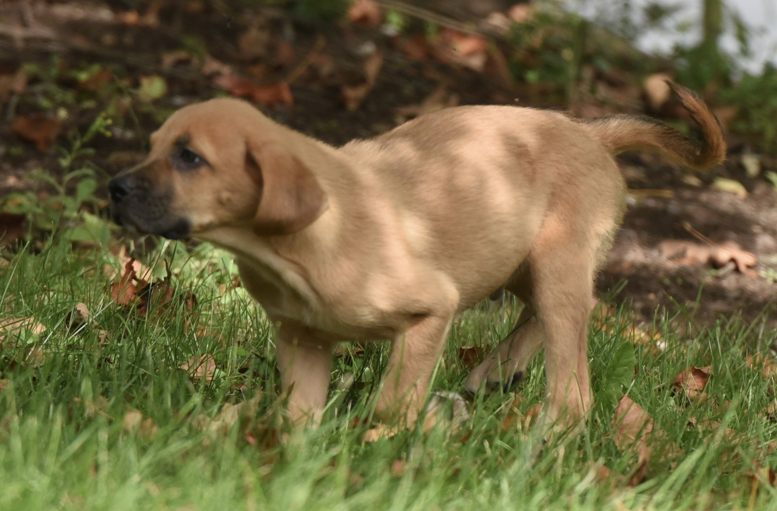 Lainey, photo 13