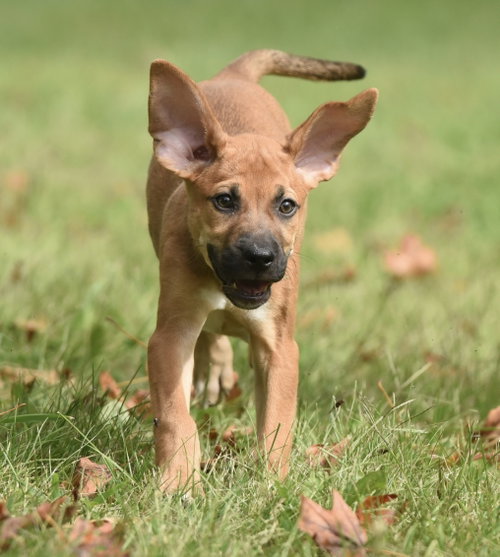 Lavender, a dog for adoption from Homeward Bound Animal Rescue