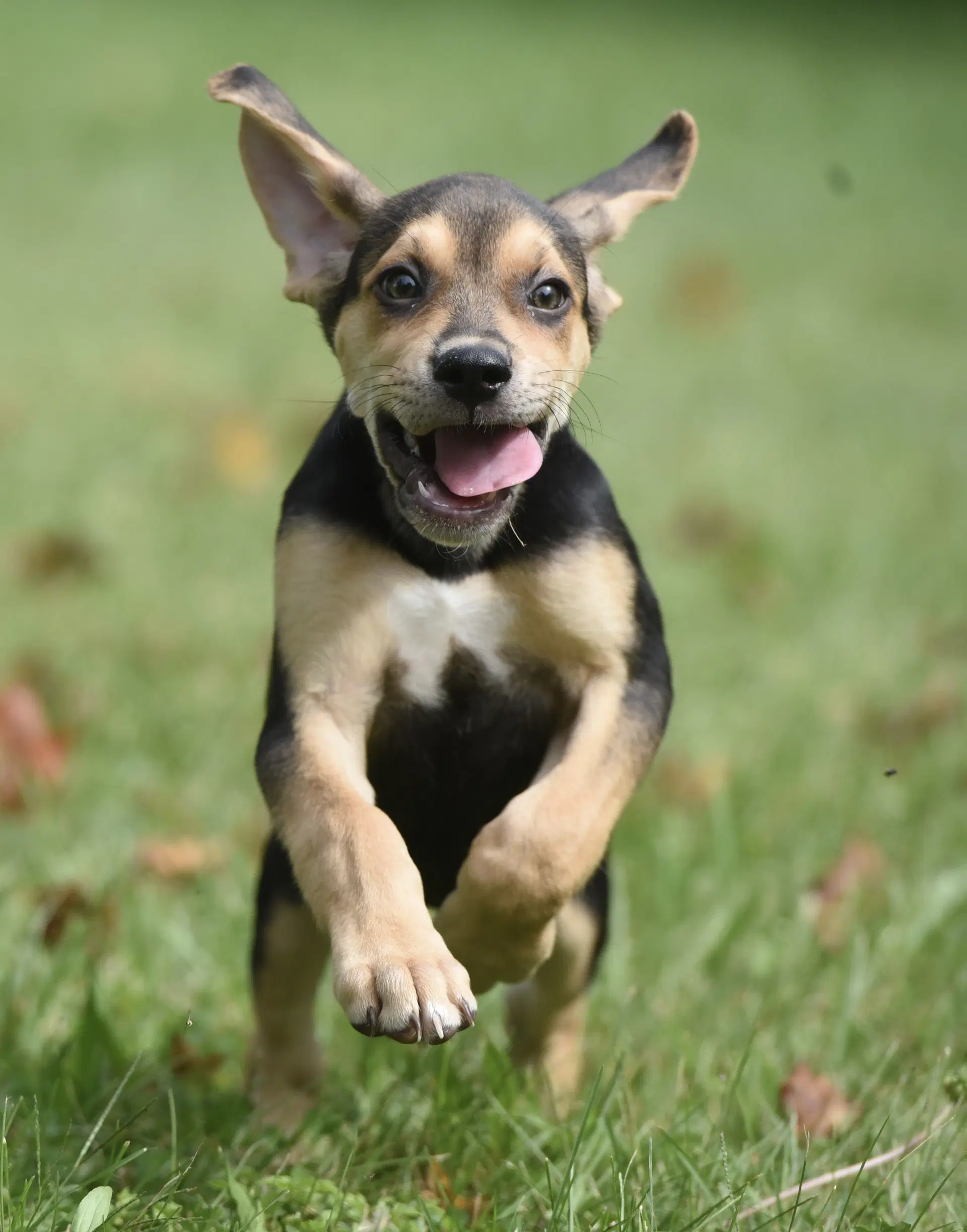Leo - Beagle