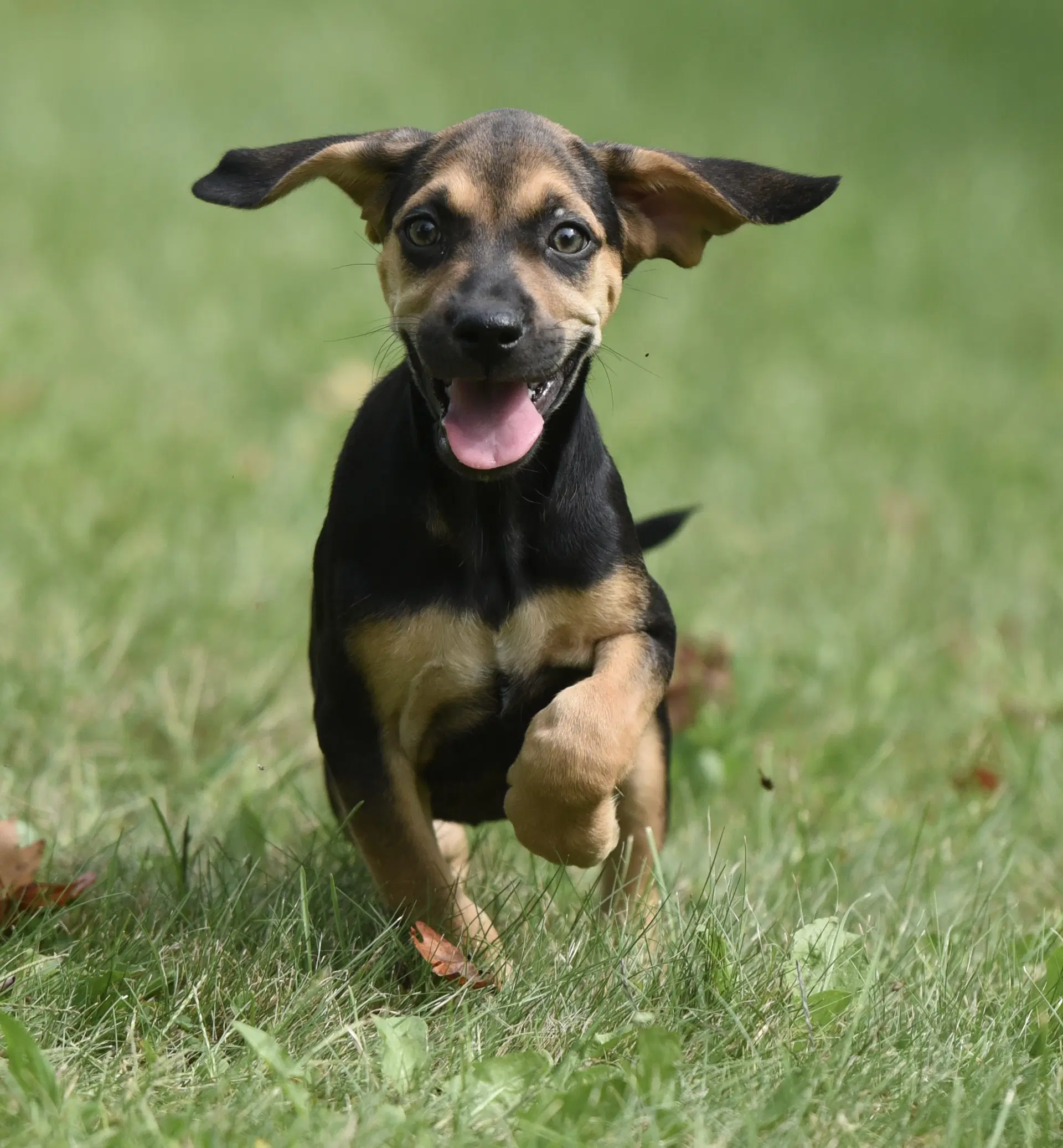 Lily - Beagle