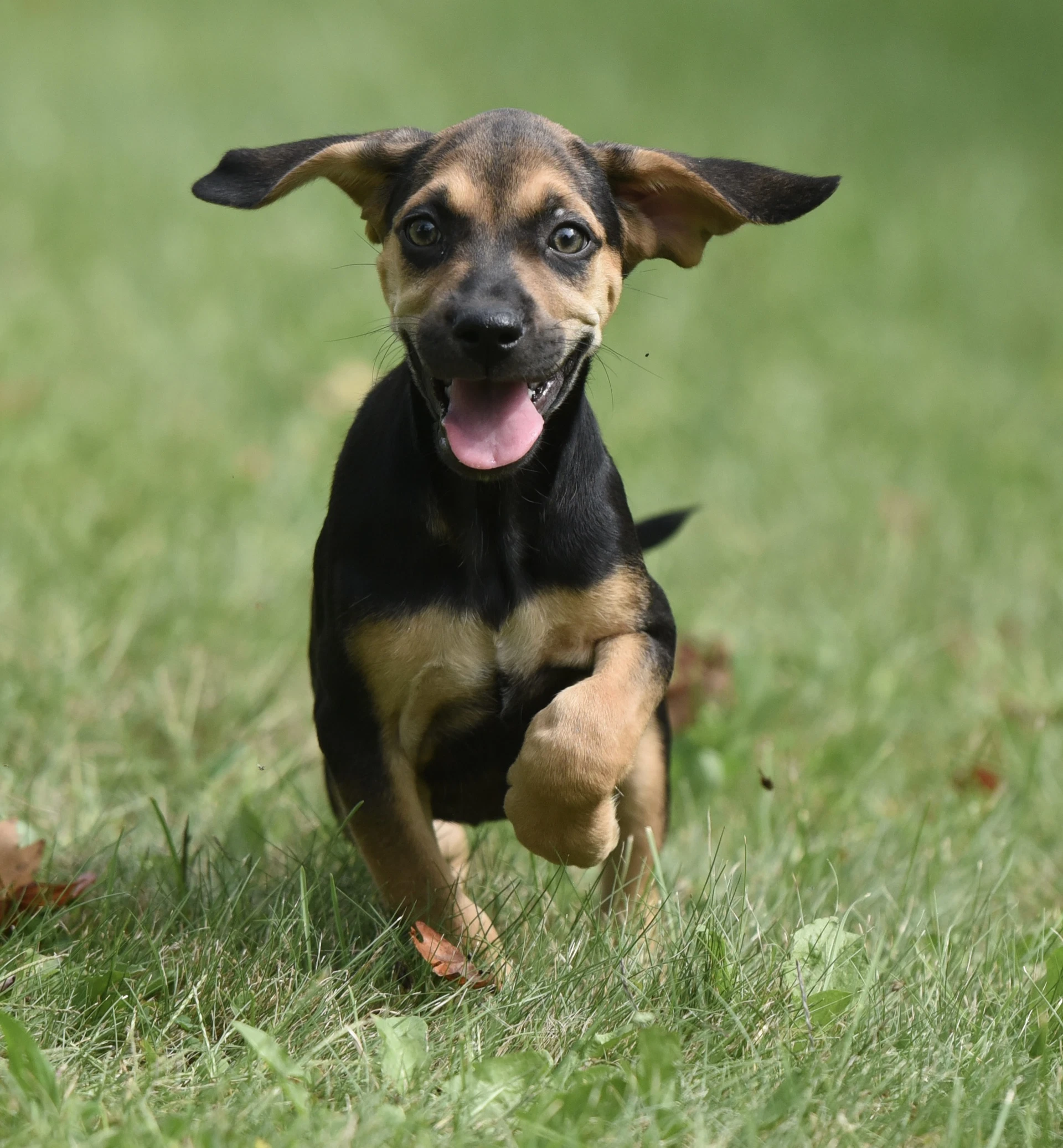 Lily