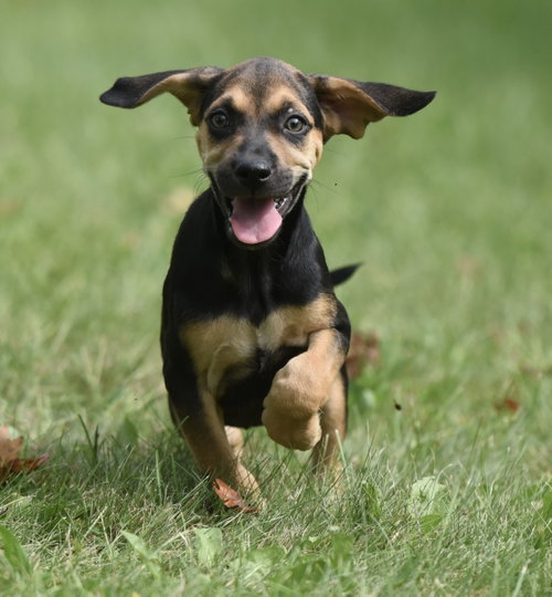 Lily, a dog for adoption from Homeward Bound Animal Rescue