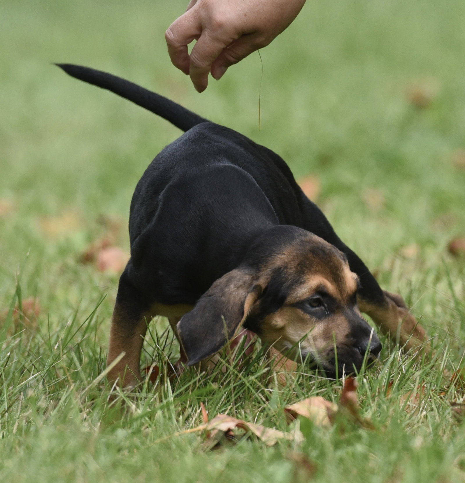 Lily, photo 7