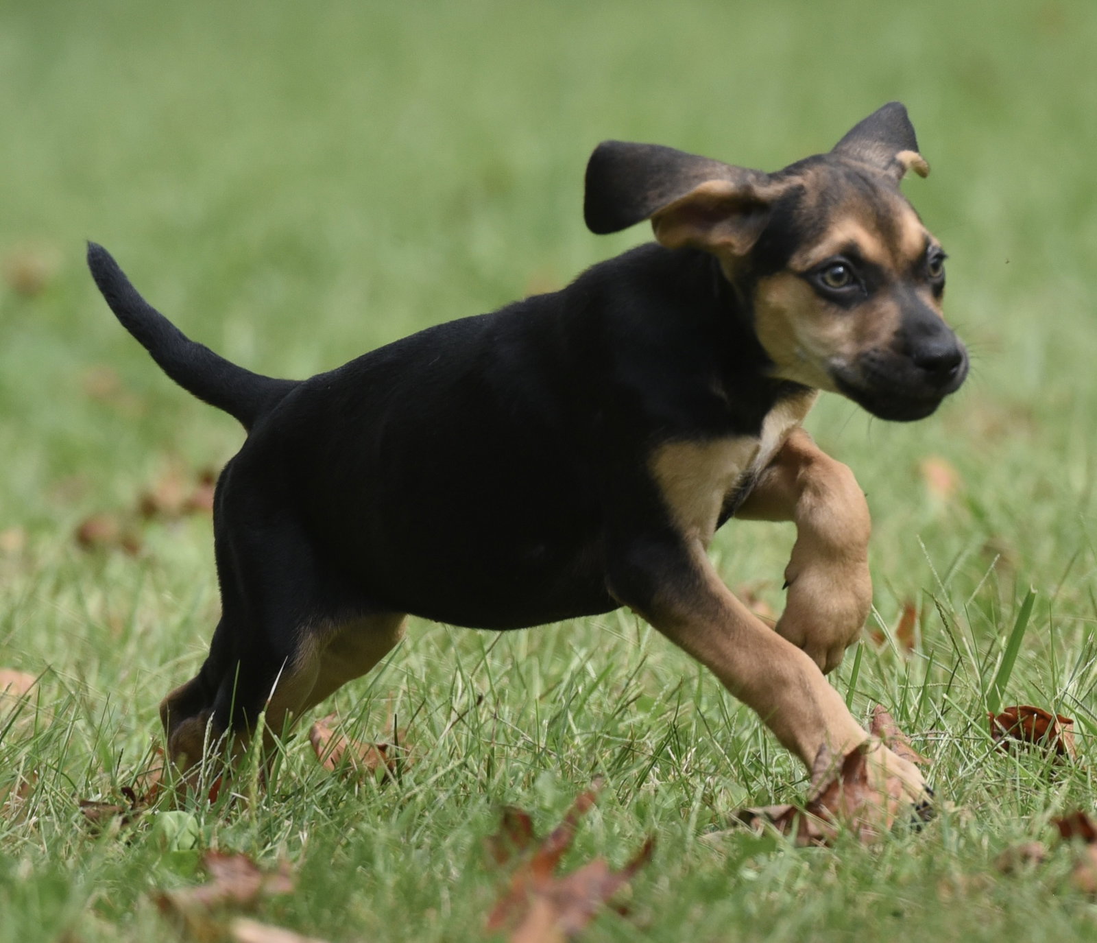Lily, photo 8