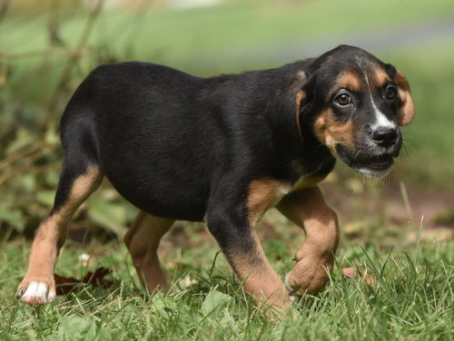 Liam, a dog for adoption from Homeward Bound Animal Rescue