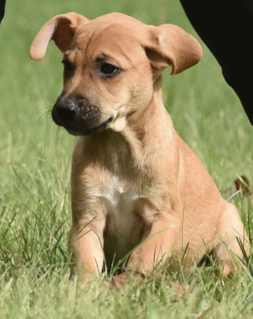 Linus, a dog for adoption from Homeward Bound Animal Rescue