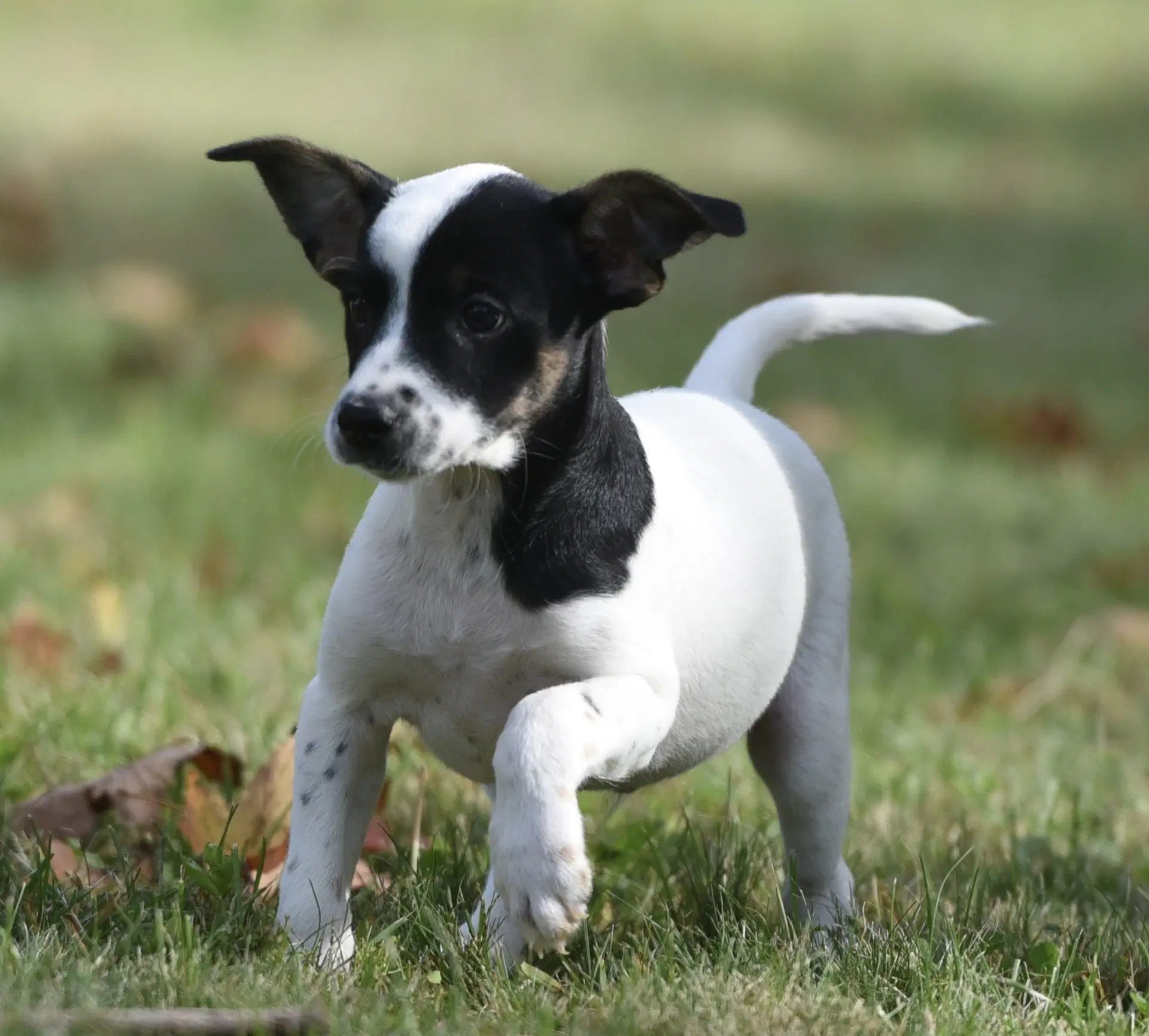 Ildredir - Jack Russell Terrier
