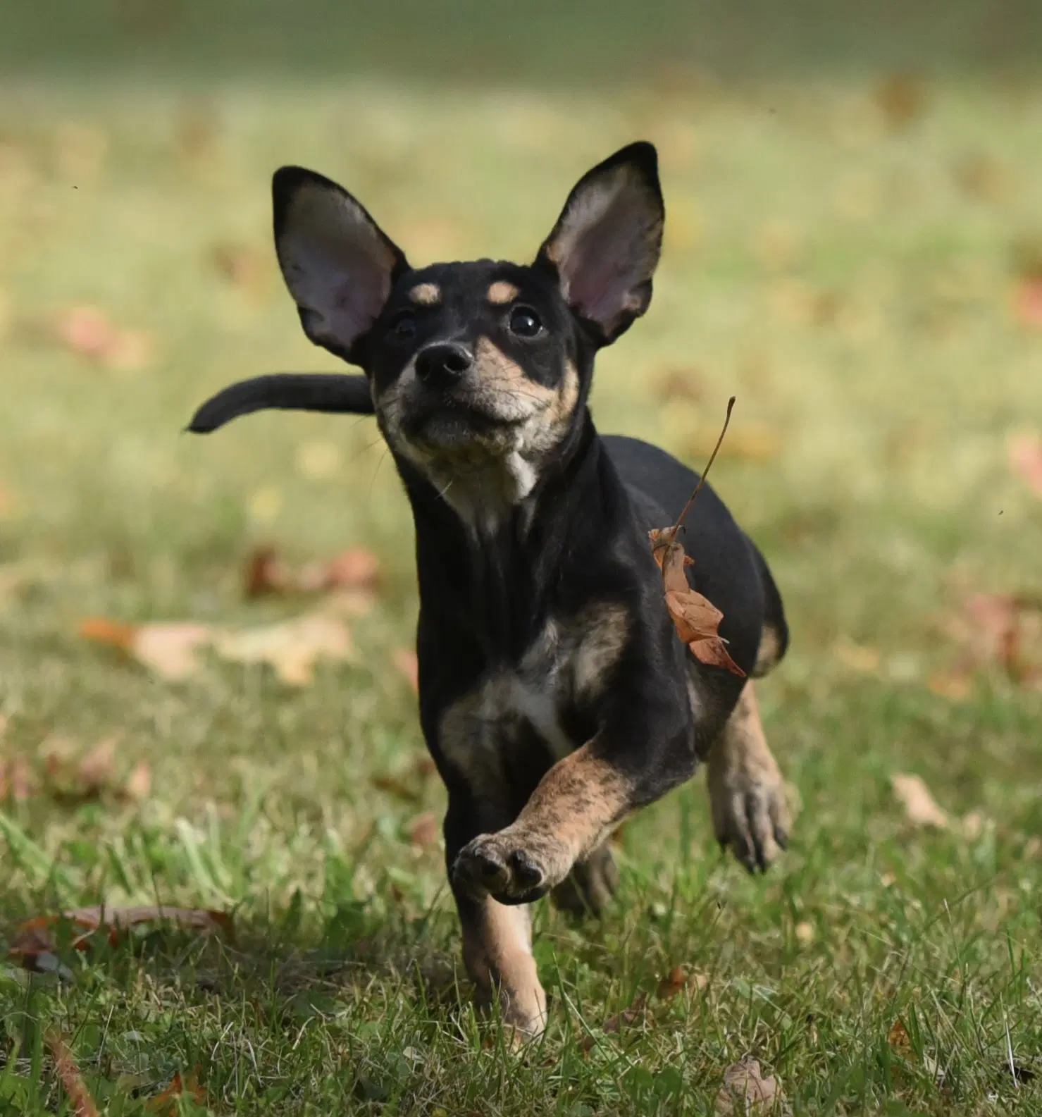 Ilion - Jack Russell Terrier
