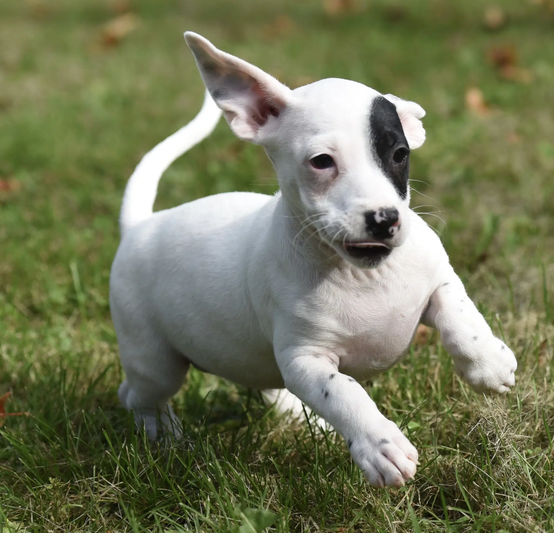 Ilithien - Jack Russell Terrier