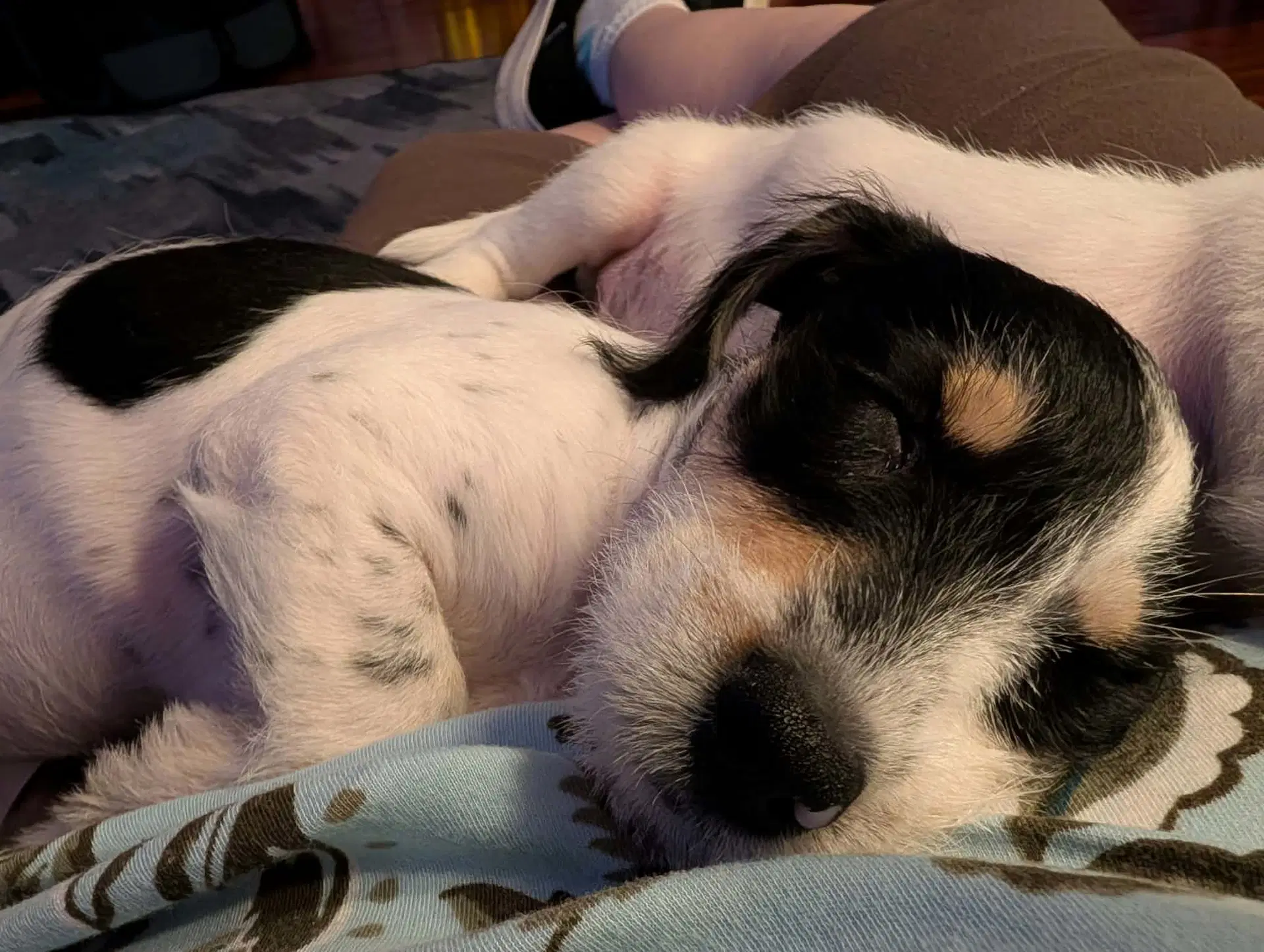 Ilwendir - Jack Russell Terrier