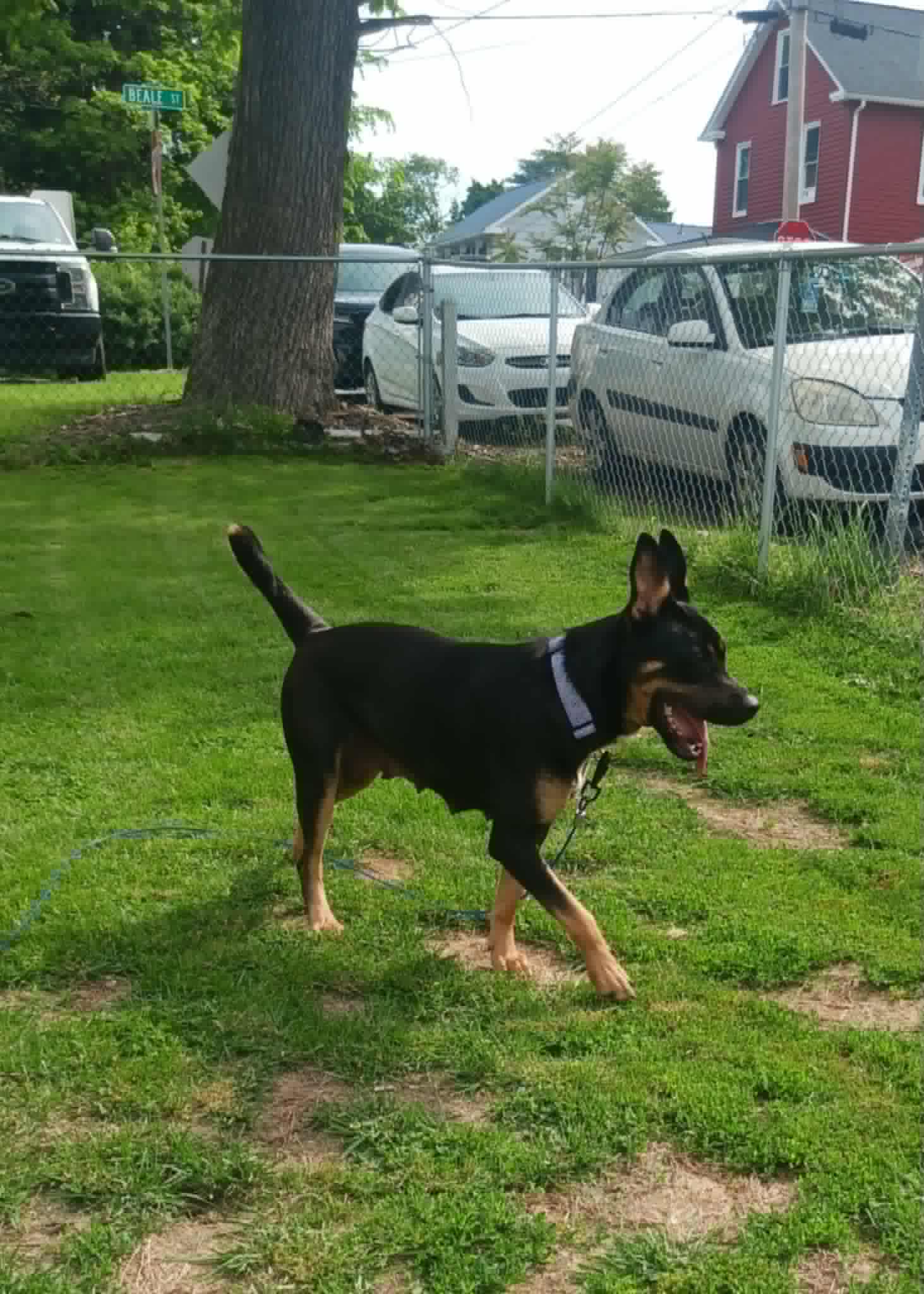 BAILEY**, photo 7