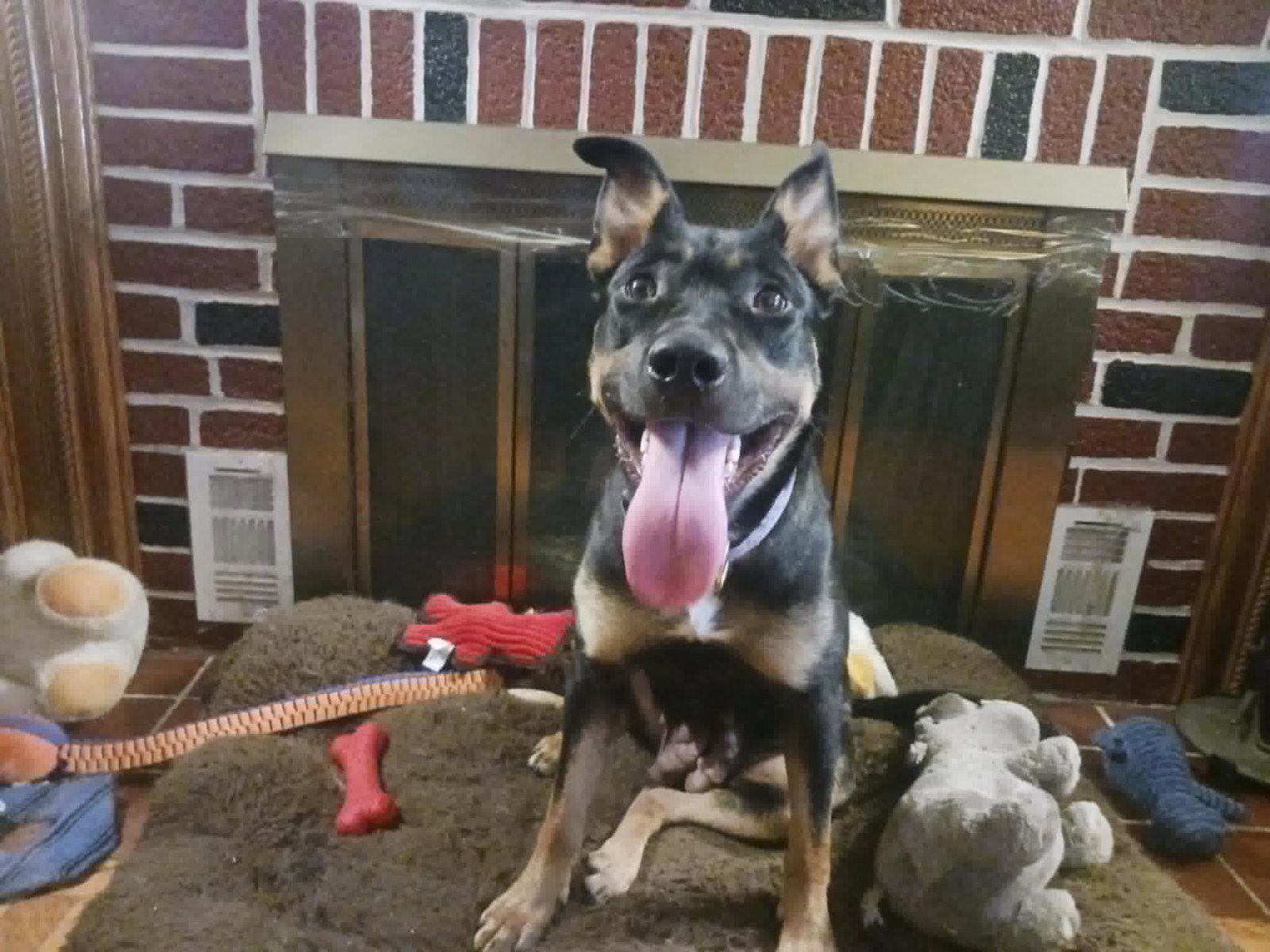 BAILEY**, photo 8