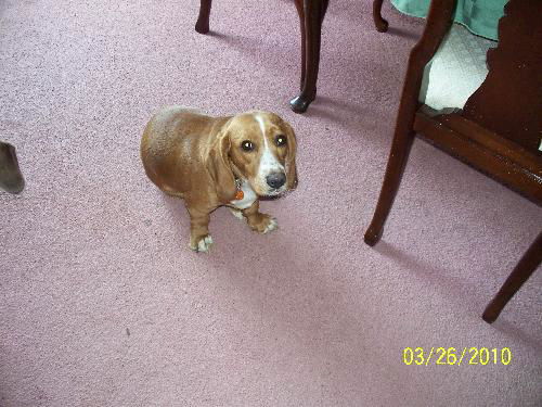 Bailey