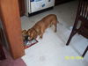 Bailey