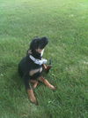 Shadow